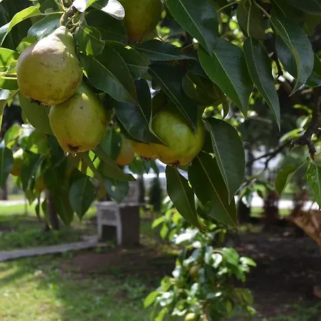 Dhabi Sweet Σπίτι διακοπών Doglodi