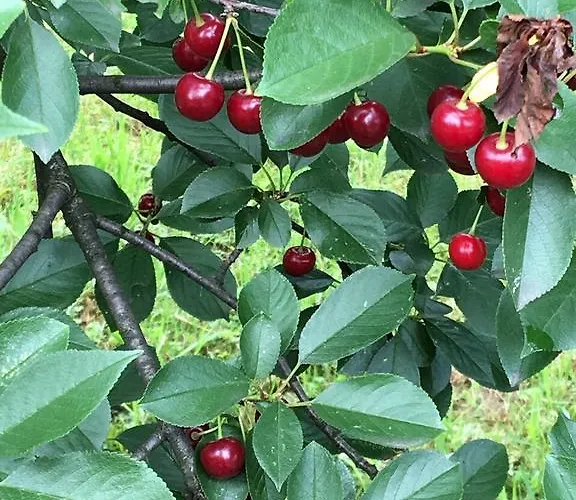 בית נופש Dhabi Sweet Doglodi