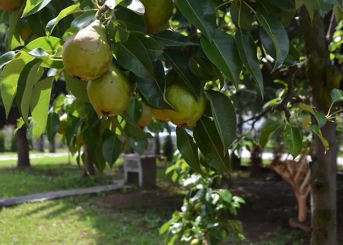 Dhabi Sweet בית נופש Doglodi